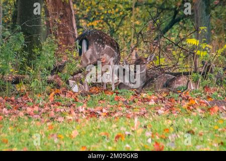 Eine kleine Herde europäischer Damhirsche, die auf dem grünen Gras unter Bäumen im Wald ruht Stockfoto