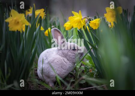 Graues Kaninchen, das sich in einem Garten mit gelben Narzissen versteckt Stockfoto