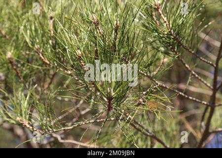 Pinus brutia, kalabrische Kiefer, Pinaceae. Wilde Pflanze, im Winter gemacht. Stockfoto