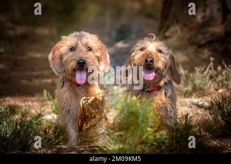 Basset Fauve de Bretagne blickt direkt auf die Kamera im Wald mit ausgestreckter Zunge Stockfoto