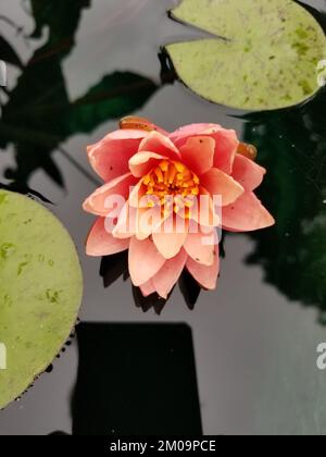 Vertikale Nahaufnahme einer orangefarbenen Tetraeder-Wasserlilie (Nymphaea tetragona) Stockfoto