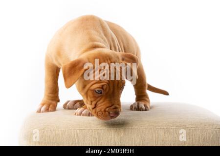 Süßer Pitbull mit roter Nase Stockfoto