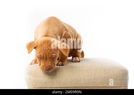 Süßer Pitbull mit roter Nase Stockfoto