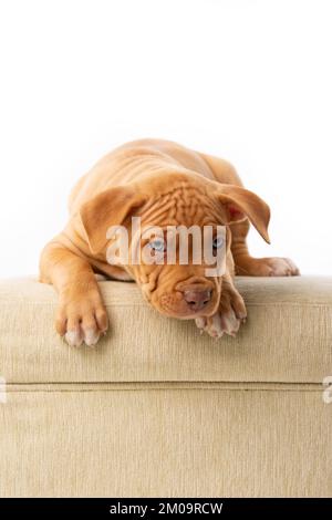 Süßer Pitbull mit roter Nase Stockfoto