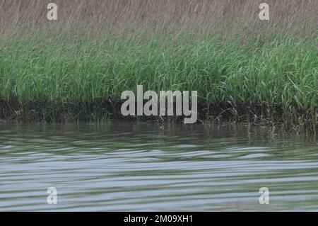 Büro der Verwaltungsrätin (Lisa P. Jackson) - verschiedene Bilder (BP-Ölpest), Umweltschutzbehörde Stockfoto