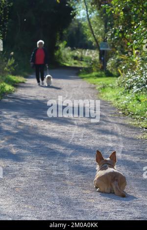 Kleiner brauner Hund, der sich auf dem Weg in einer verspielten Pose hinlegte, beobachtete und wartete auf einen weiteren kleinen Hund an der Leine, der sich vom Besitzer aus der Ferne näherte. P Stockfoto