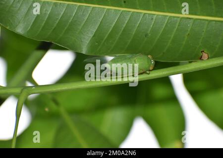 Grüne Cicada, die auf grünem Laub ruht. Dundubia vaginata. Stockfoto
