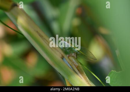 Grüne Cicada ruht auf grünem Gras. Dundubia vaginata. Stockfoto
