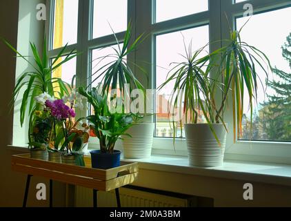 Zimmerpflanzen auf Fensterbank. Hausgärtnerei, Liebe zu Pflanzen im Haus. Blumenpflege und Stillleben. Orchideen und andere Zimmerpflanzen Stockfoto