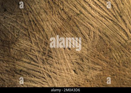 Drone Draufsicht auf geschnittene Stumps und Reifenspuren während des Frühlingstages Stockfoto