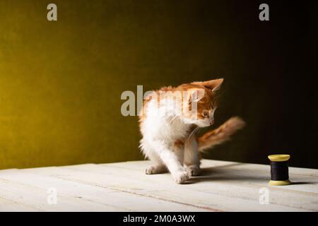 Süßes rotes Kätzchen steht auf dem weißen Holztisch Stockfoto