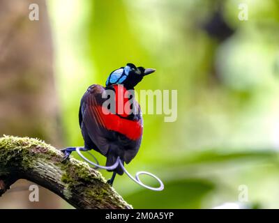 Eine Nahaufnahme von Wilsons Paradiesvogel, hoch oben auf einem Ast auf einem verschwommenen Hintergrund Stockfoto