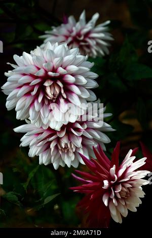 Wunderschöne Dahlia-Blüten Rebecca's World aus nächster Nähe auf dunklem Hintergrund. Herbstblümchendesign mit wunderbaren Dahlien auf grunge Dark Ba Stockfoto