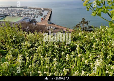 Frühlingsblumen wachsen auf dem steilen Hang unter dem Rock Walk, Torquay, mit Blick auf Tor Bay. Stockfoto