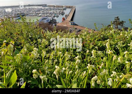 Frühlingsblumen wachsen auf dem steilen Hang unter dem Rock Walk, Torquay, mit Blick auf Tor Bay. Stockfoto