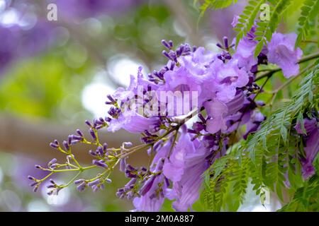 Blüten von Jacaranda-Baum mit verschwommenem Hintergrund, Perth, Westaustralien Stockfoto