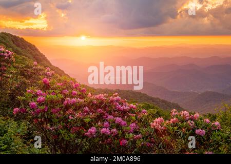 Die Great Craggy Mountains entlang des Blue Ridge Parkway in North Carolina, USA, mit Catawba Rhododendron während eines Sonnenuntergangs im Frühling. Stockfoto