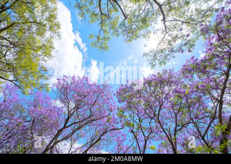 Wunderschön blühende Jacaranda-Bäume und grüne Blätter warten auf Blüten in Australien Stockfoto