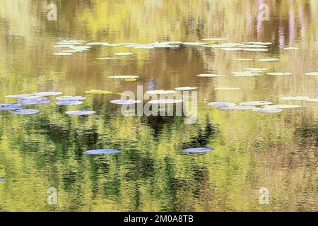 Halbabstraktes Farbfoto, das Waldgewässer in einer wirklich wilden Umgebung zeigt, das Bild ist eine abstrakte Farbe mit einem nahezu impressionistischen Stil, Stockfoto