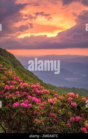 Die Great Craggy Mountains entlang des Blue Ridge Parkway in North Carolina, USA, mit Catawba Rhododendron während eines Sonnenuntergangs im Frühling. Stockfoto