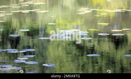 Halbabstraktes Farbfoto, das Waldgewässer in einer wirklich wilden Umgebung zeigt, das Bild ist eine abstrakte Farbe mit einem nahezu impressionistischen Stil, Stockfoto