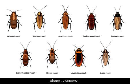 Kakerlaken-Set, Insektenschaben- und Insektenarten-Symbole, Vektor. Biologie oder Zoologie und Schädlingstierarten, asiatische Kakerlake, amerikanisches und australisches Braun oder Surinam-Kakerlake Stock Vektor