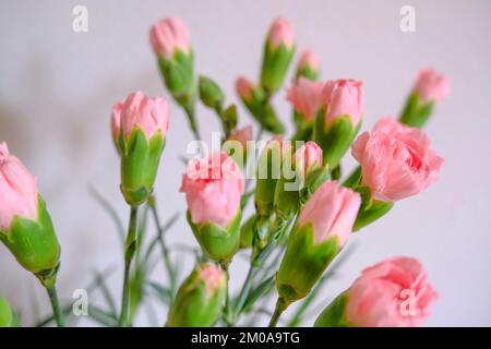 Ein Strauß rosa Nelken aus nächster Nähe über die weiße Wand. Speicherplatz kopieren. Postkartendesign. Blumenhintergrund. Hochzeitseinladung Stockfoto