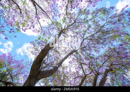 Wunderschöne Jacaranda-Bäume und Blumen an einem sonnigen blauen Himmel Stockfoto