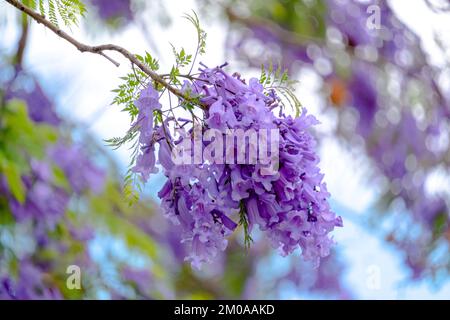 Wunderschöne Blumen von Jacaranda in Perth, Westaustralien Stockfoto