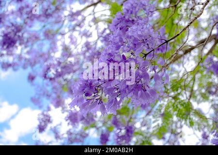 Wunderschöne Blumen von Jacaranda und blauer Himmel in Perth, Australien Stockfoto