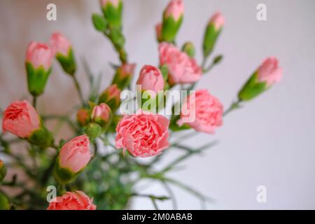 Rosafarbene Nelken blühen auf weißem Hintergrund. Blumenhintergrund. Postkartendesign Stockfoto