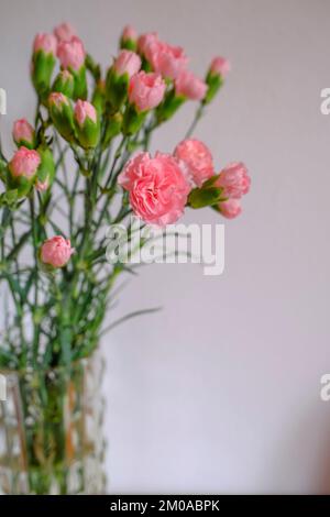 Ein Strauß rosa Nelken in einer Vase mit Blick von oben über die weiße Wand und die Holzschublade. Speicherplatz kopieren. Inneneinrichtung Stockfoto