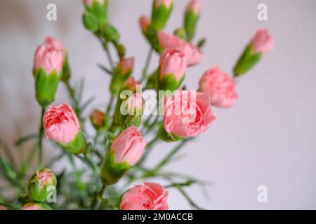 Rosafarbene Nelken blühen auf weißem Hintergrund. Blumenhintergrund. Postkartendesign Stockfoto