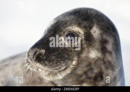 Neugeborene Seehunde im Schnee bei Donna NOOK, Norfolk EnglandLincolnshire, Großbritannien: DIESE KOMISCHEN Bilder zeigen eine Mutter und ein Babyseehund, die zusammen lachen Stockfoto