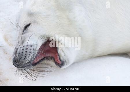 Neugeborene Seehunde im Schnee bei Donna NOOK, Norfolk EnglandLincolnshire, Großbritannien: DIESE KOMISCHEN Bilder zeigen eine Mutter und ein Babyseehund, die zusammen lachen Stockfoto