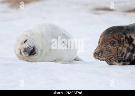 Neugeborene Seehunde im Schnee bei Donna NOOK, Norfolk EnglandLincolnshire, Großbritannien: DIESE KOMISCHEN Bilder zeigen eine Mutter und ein Babyseehund, die zusammen lachen Stockfoto