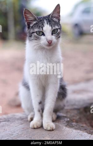 Ein vertikales Porträt einer grau-weißen Katze, die für ein Bild posiert Stockfoto