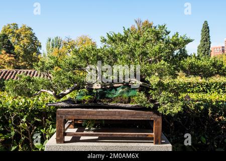 Spanien, Madrid, Real Jardín Botánico, Botanischer Garten, Bonsai, Juniperus Sabina Stockfoto