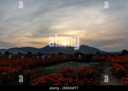 Blumenfeld von Cempasuchil an einem sonnigen Tag mit blauem Himmel und Heuballen im Hintergrund. Stockfoto