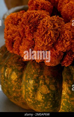 Dekoration mit Cempasuchilblüten und Kürbis auf Orangenblumen, Kürbis als Vase Stockfoto