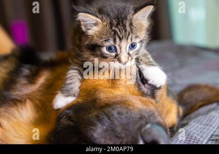 Kleines Kätzchen klettert auf einen Hund. Katze und Hund harmonisch Seite an Seite, Kittenschutz über alle Arten hinweg. Tierpflege. Liebe und Freundschaft. Domesti Stockfoto