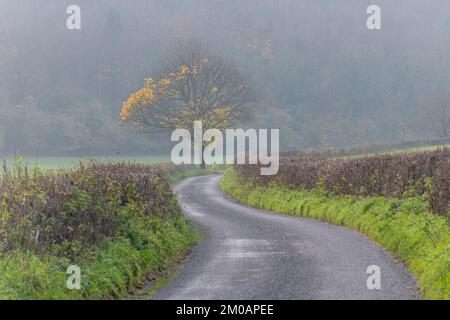 Neblig gewundene Landstraße im Spätherbst mit letzten goldenen Blättern auf einem Baum in West Sussex, England, Großbritannien Stockfoto