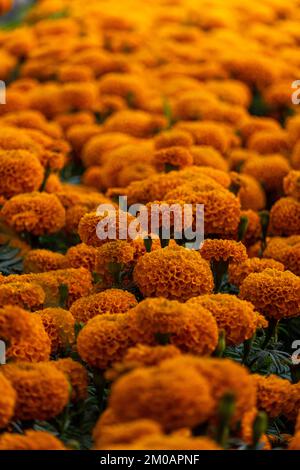 Blumenfeld von Cempasuchil an einem sonnigen Tag mit blauem Himmel und Heuballen im Hintergrund. Stockfoto