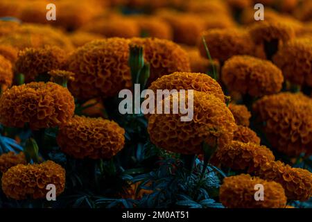 Herbstblumen, Sommer blühende orangefarbene Gerbera Blumenhintergrund, Herbstblütenkarte Stockfoto