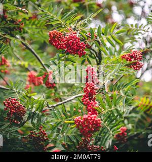 Bunte rote Beeren mit Blättern Stockfoto