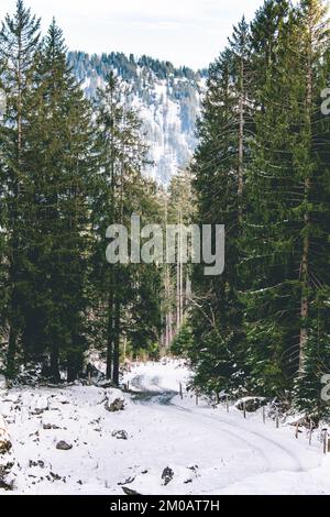 Pfad durch verschneiten Wald Stockfoto