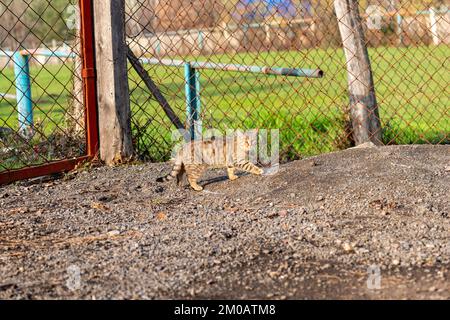 Eine Landkatze, die an einem sonnigen Tag im Park spaziert Stockfoto