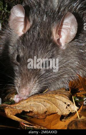 Natürliche Nahaufnahme einer verheirateten schwarzen Ratte, Rattus Rattus, die zwischen Blättern sitzt Stockfoto