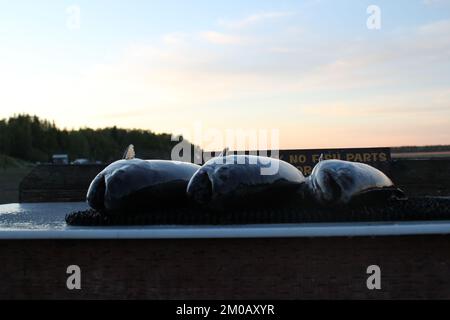 3 Lachs auf dem Putztisch Stockfoto