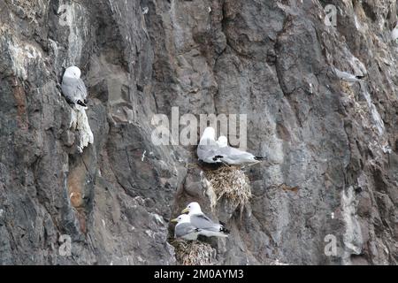 Möwen, die auf einer Klippe ruhen Stockfoto